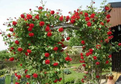 Kletterrose