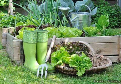 Ein Drittel „Kleingärtnerische Nutzung“: Vorschriften und Tipps Gemüsebeet