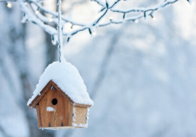 schneebedecktes-Vogelhaus