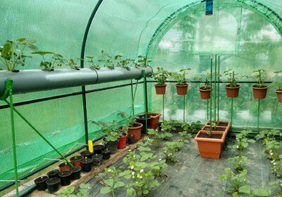 Gewächshaus bepflanzen: Anleitung für den Anbau von Gemüse Gewächshaus mit Erdbeeren und Tomaten
