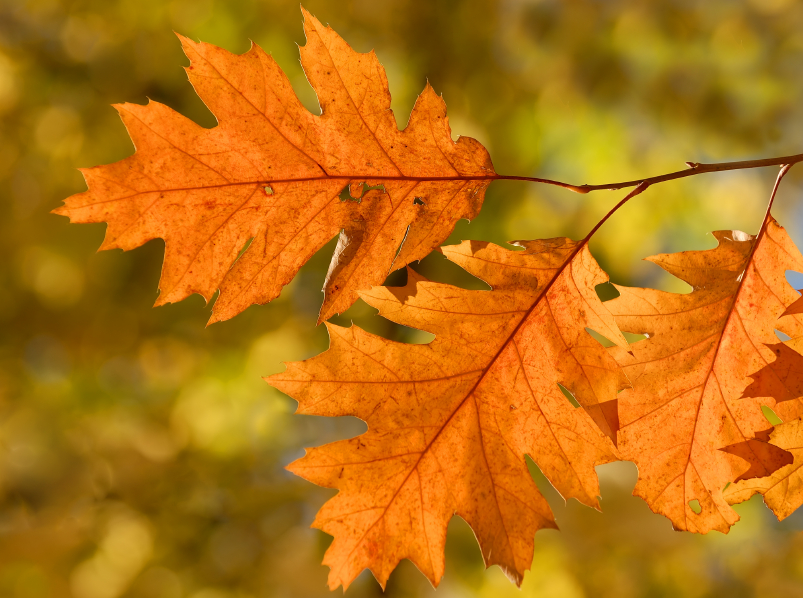 Buntes Herbstlaub: schön anzusehen, aber nicht bei allen Gärtnern beliebt.