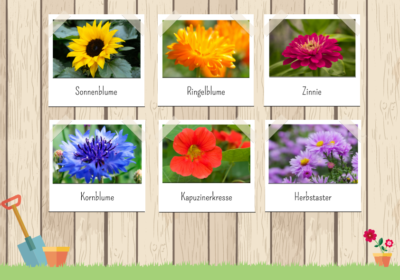 Blumen säen im Mai: der Aussaatkalender für Späteinsteiger Blumen saeen im Mai