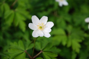 Weiße Anemone vor grünen Blättern