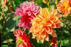 Orangene und pinke Dahlien