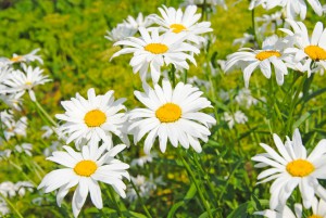 Gänseblümchen im Garten