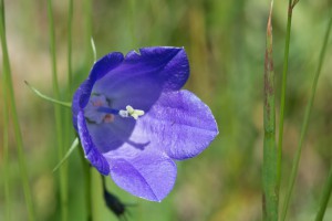 Blüte einer Glockenblume