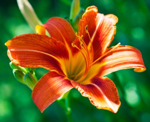 Orange Lilie