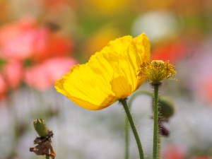 Gelbe Mohnblume