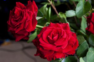 rote Rosen