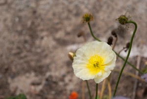 weiße Mohnblume