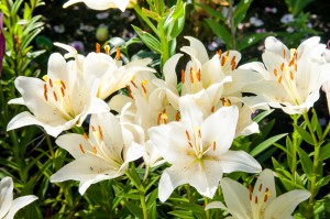 blühende weiße Lilien