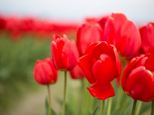 rote Tulpen im Feld