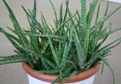 Wunderwaffe Aloe Vera: Wie Sie die Pflanze verarbeiten und verwenden Aloe-Vera-Pflanze im Topf
