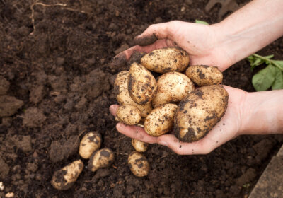 Eine Erdmiete anlegen: So geht‘s Gärtner mit Kartoffeln aus der Erde