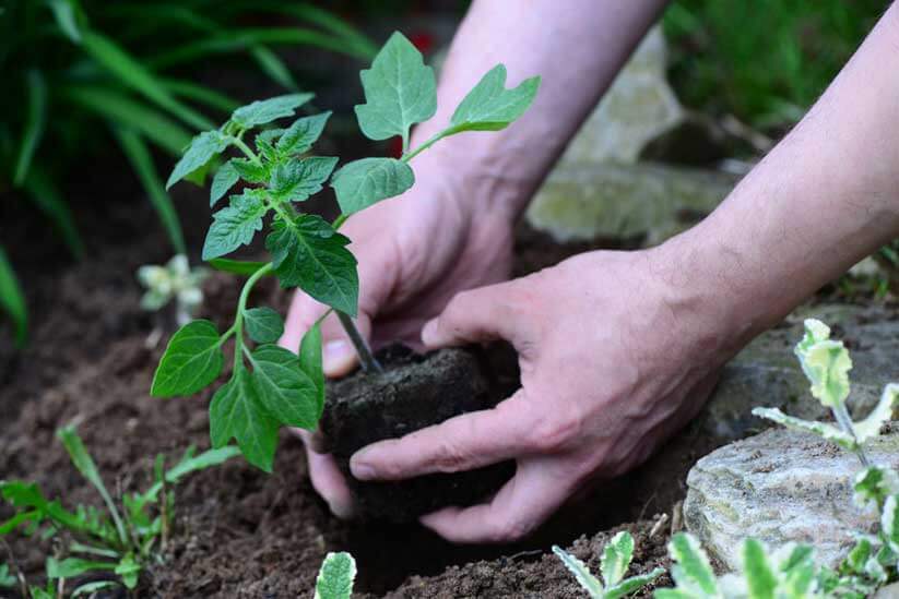 Gemüse vorziehen: Tomate auspflanzen Gemüse vorziehen: Tomate auspflanzen
