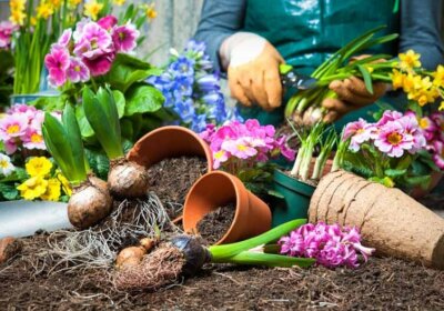 blumen und blumentoepfe in blumenerde