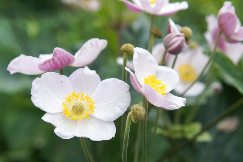 Herbstanemone Blüte