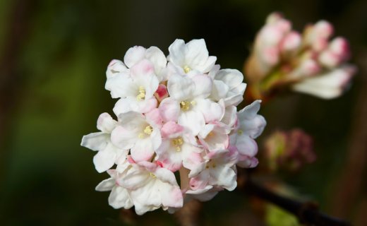 Winterschneeball Blüte Blumenbeet