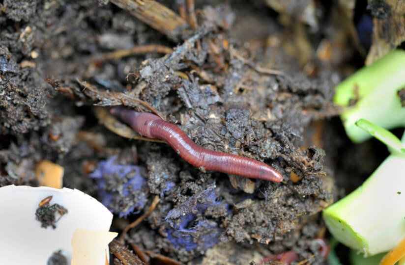 Wurm Im Hochbeet
