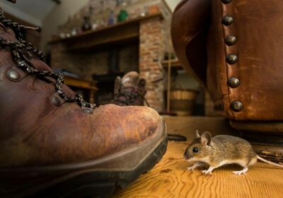 Nagetiere im Haus, Gartenhaus und Garten: Was tun gegen ungebetene Gäste? Maus im Haus