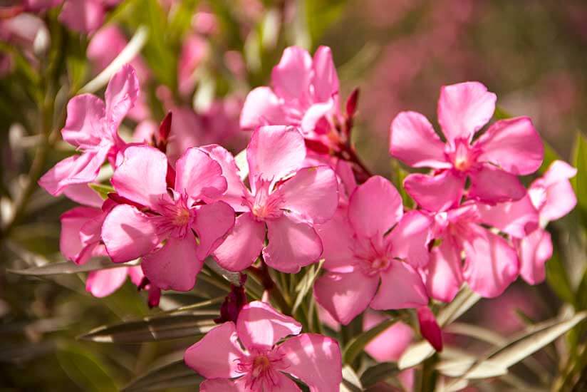 Oleander Strauch Blüten