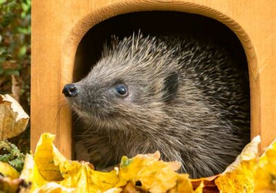 Igelhaus bauen: Die besten 5 Ideen fürs Igelhaus selber bauen mit Bauanleitung! Igel im Unterschlupf