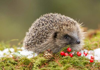 Igel überwintern im Garten: So machen Sie richtig Platz für Igel im Winter! Igel auf Laub