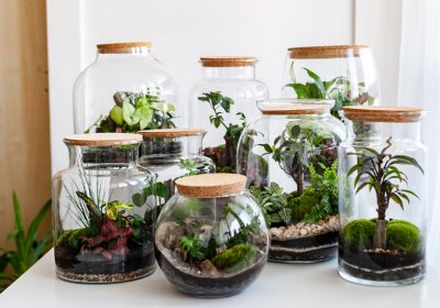 Flaschengarten anlegen: Schritt für Schritt ganz einfach nachzumachen glas-garten-pflanzen