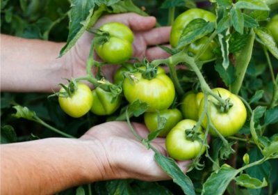 Tomaten nachreifen lassen: Die besten Tipps und Tricks! Grüne Tomaten in Händen