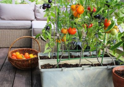 Balkon Gemüse anbauen: große Erträge auf kleinem Raum! Tomatenpflanze im Beet