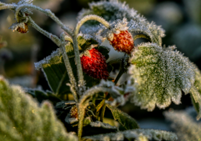 Erdbeeren überwintern: So bringen Sie Ihre Erdbeeren durch den Winter! Erdbeeren überwintern