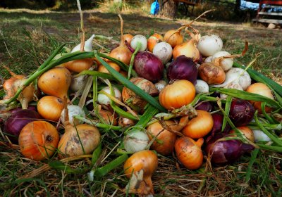 Zwiebeln ernten und lagern: Darauf müssen Sie achten! Bunte Zwiebeln im Gras