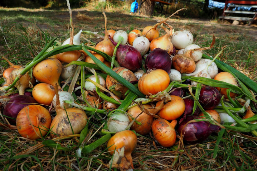Bunte Zwiebeln im Gras